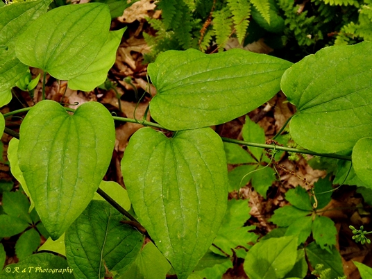 {Smilax herbacea}